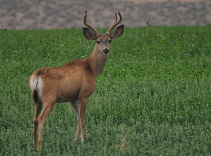 Closeup of deer looking at me